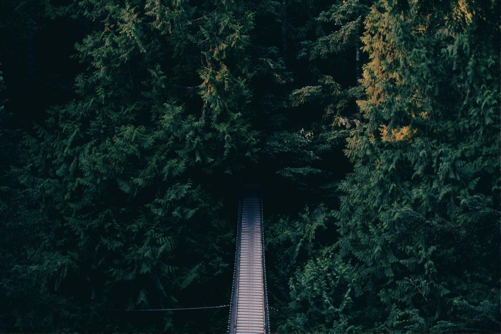 A road leading into the woods.